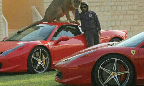 Звезда инстаграма фотографирует суперкары и больших кошек